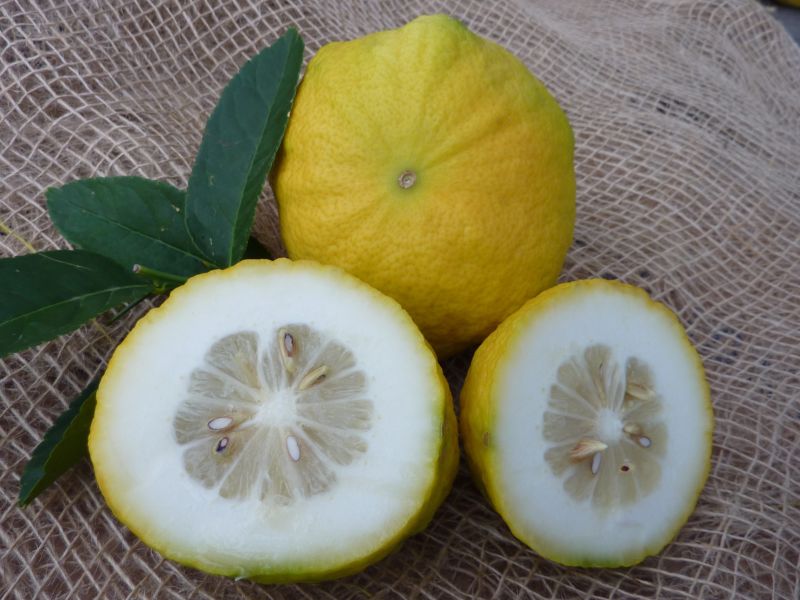 Cedro Riccio