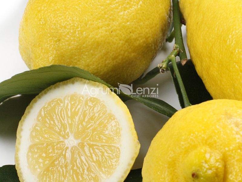 Limone Scannellato o Incannellato