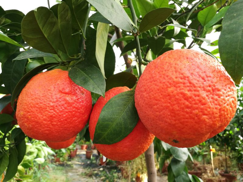 arancio vaniglia sanguinello