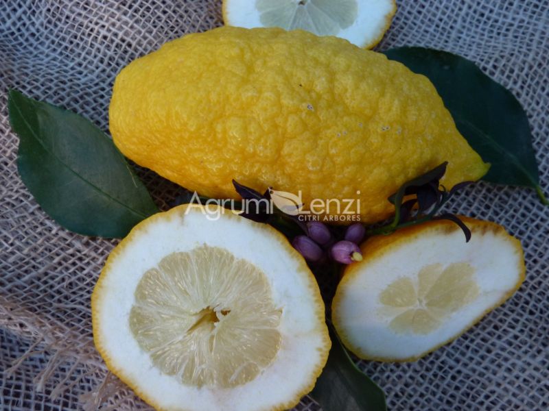 Dal Muso Tarocco Sweet Orange