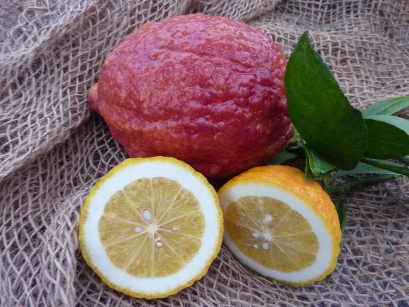 Limone Vinato o Rosso (Citrus limon)