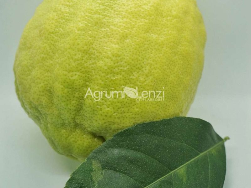 Limone Cedrato Gigante
