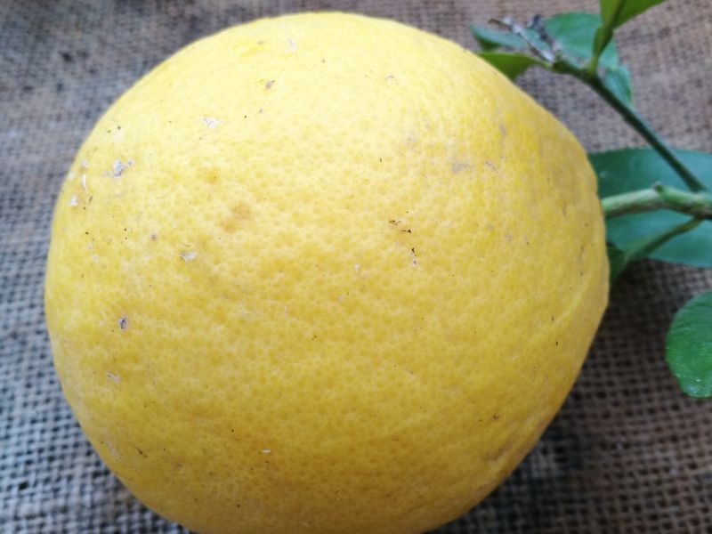 Limone cedrato rosso 2