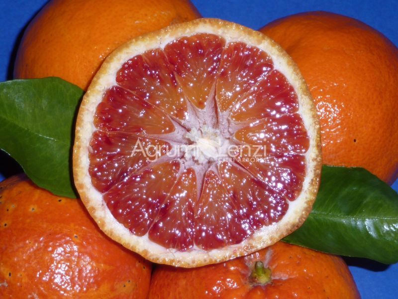 Arancio Tarocco Nucellare