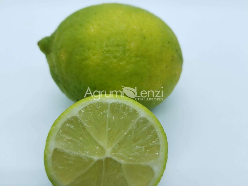 lime dei caraibi variegato