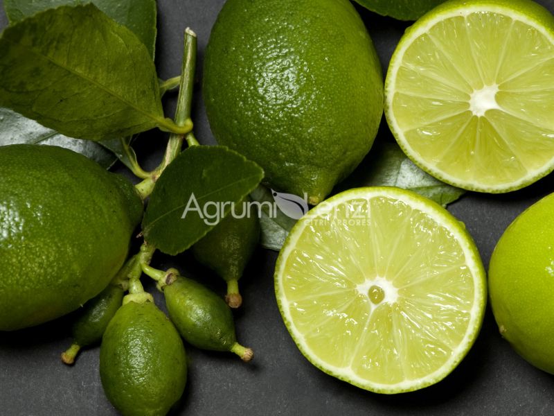 Lime dei Caraibi