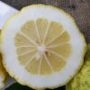 Cedro Etrog
