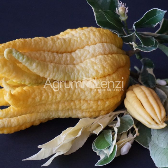 Cedro Mano di Buddha Variegato (Citrus medica digitata)