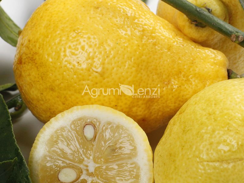Limone Peretto