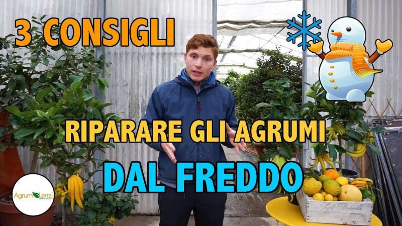 3 consigli per riparare gli agrumi dal freddo