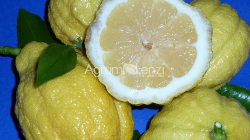 Cedro Scannellato