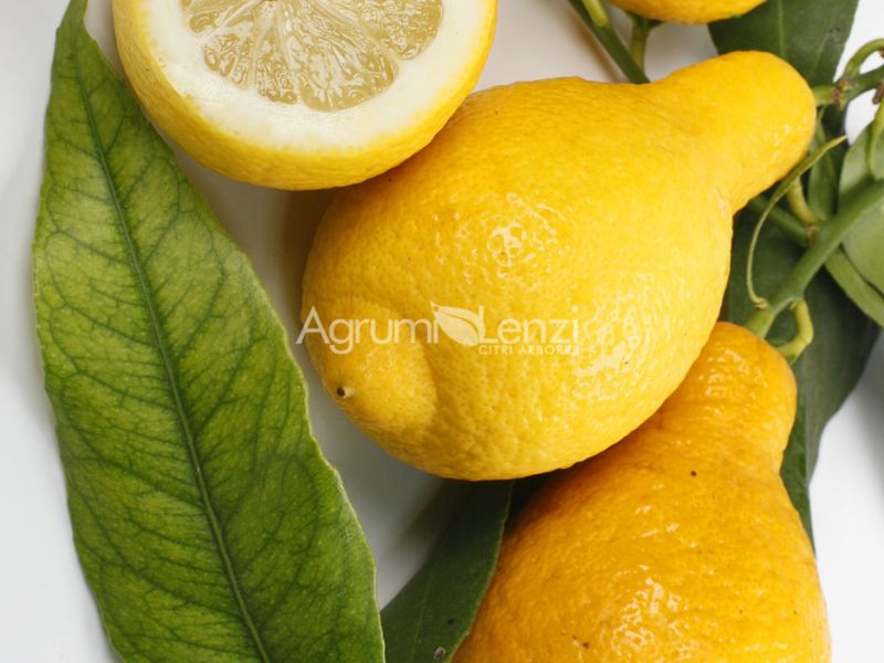Limone Salicifolia