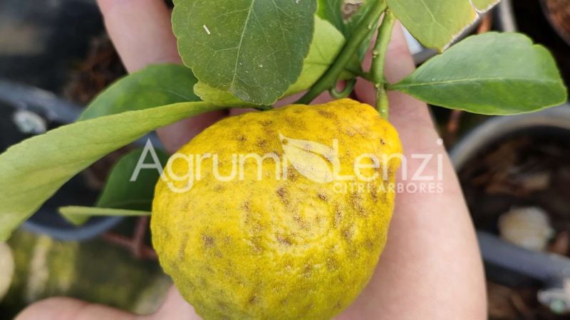 Cedro Mano di Buddha a fiore bianco