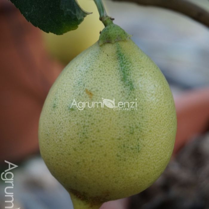 Variegated Limette