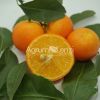 Citrus Glen