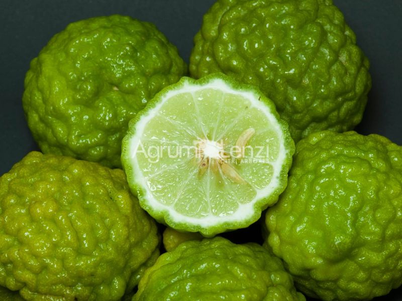 Kaffir Lime