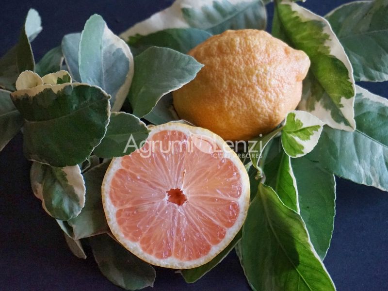 Limone Variegato a Polpa Sanguigna