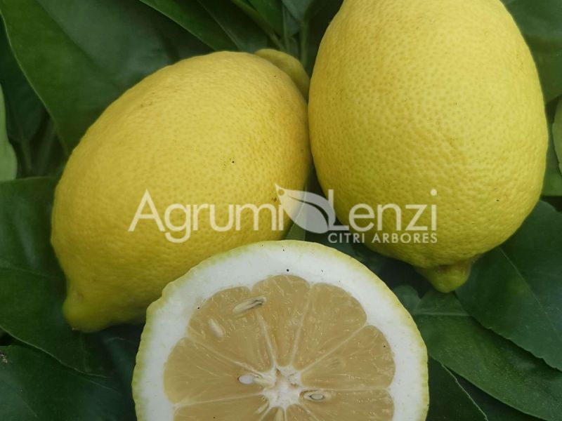 Limone Siracusano