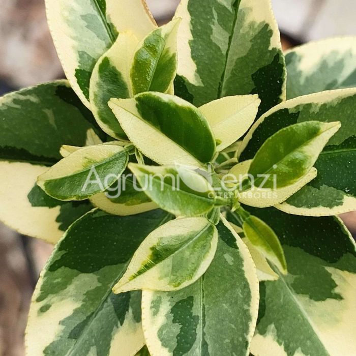 Chinotto Variegato