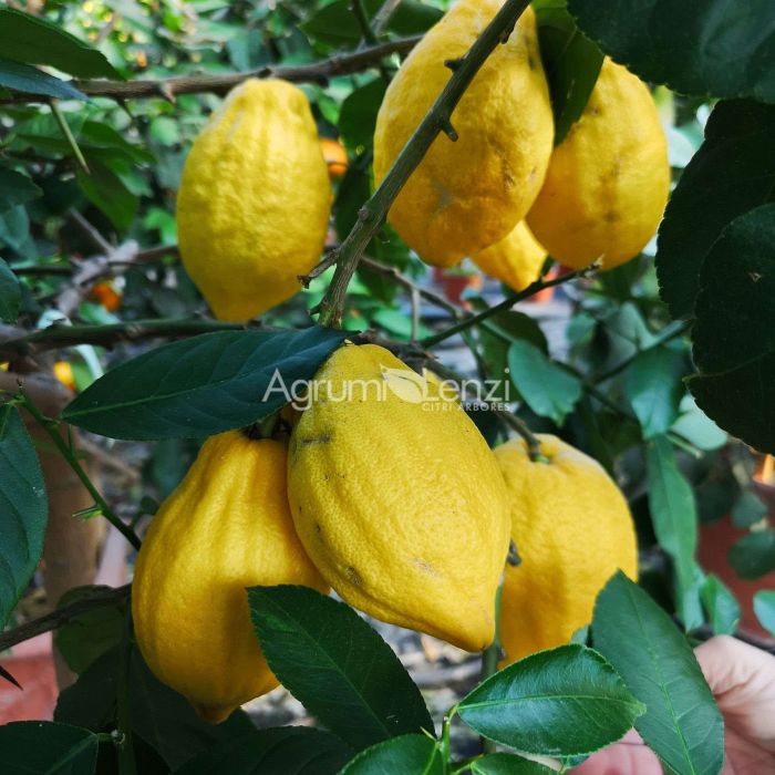 Cedro Cacao