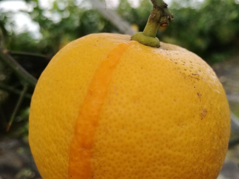 Limone inganna villano