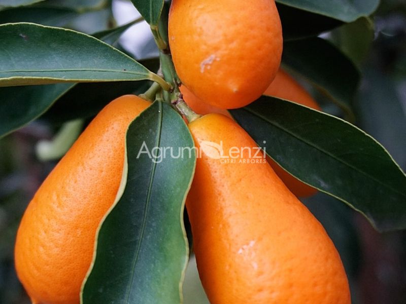 Kumquat Gigante