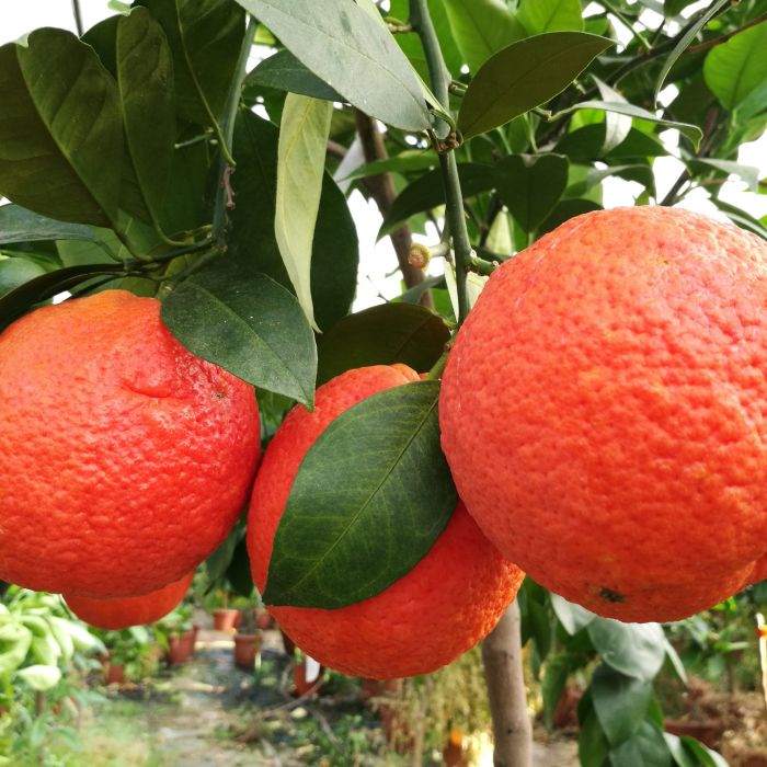 Arancio Vaniglia Sanguinello