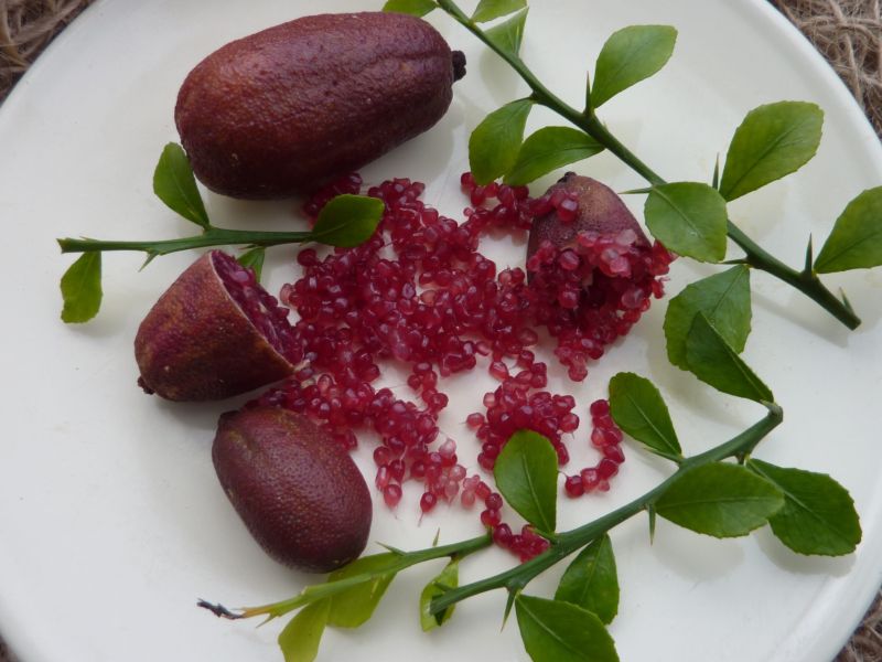 Finger lime Red