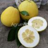 Pomelo Honey