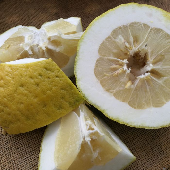 Cedro Maxima