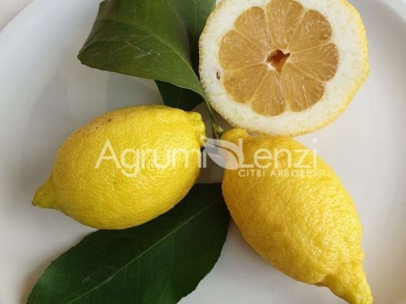 Limone Sfusato Amalfitano