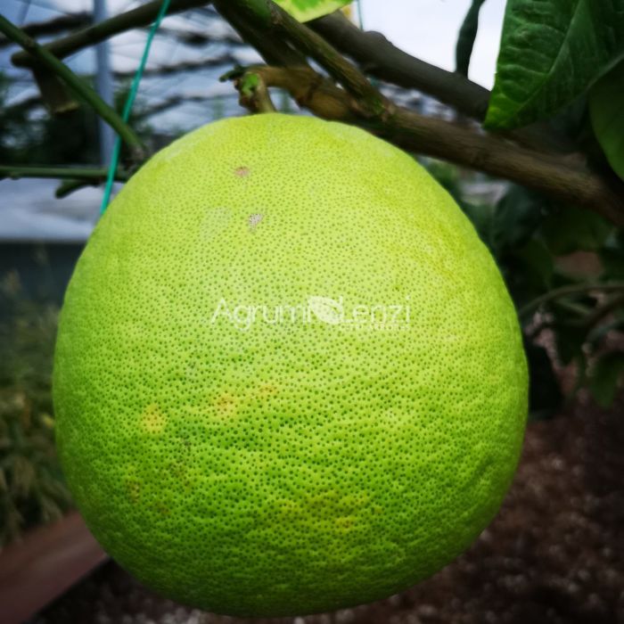 Pomelo Honey