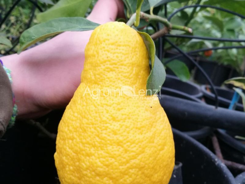 Limone Perettone