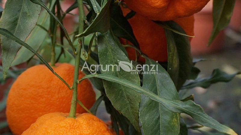 Arancio Amaro Salicifolia