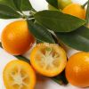 Kumquat Rotondo