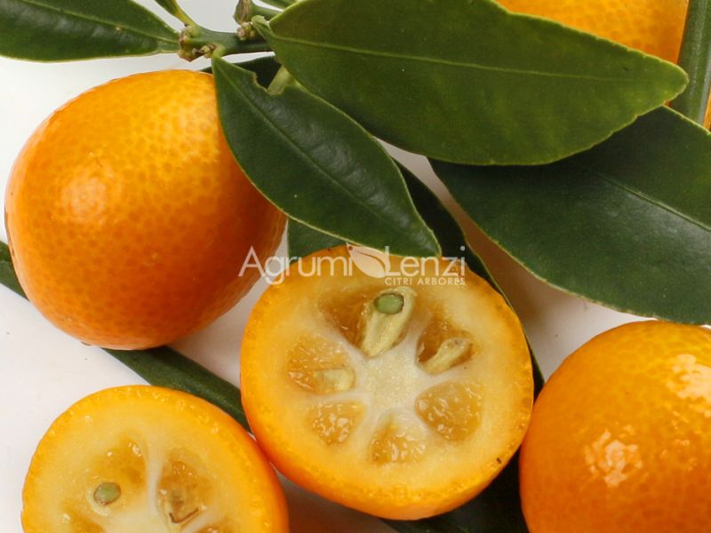 Kumquat Rotondo