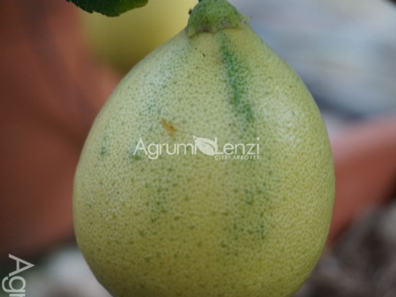 Limetta Variegata