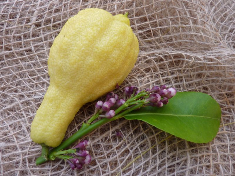 Limone Scannellato Peretto