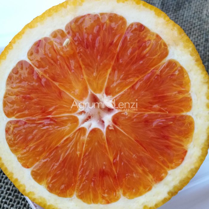 Arancio Tarocco Tapi (Citrus sinensis)