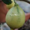 Variegated Limette