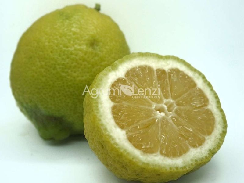Limone Rugoso