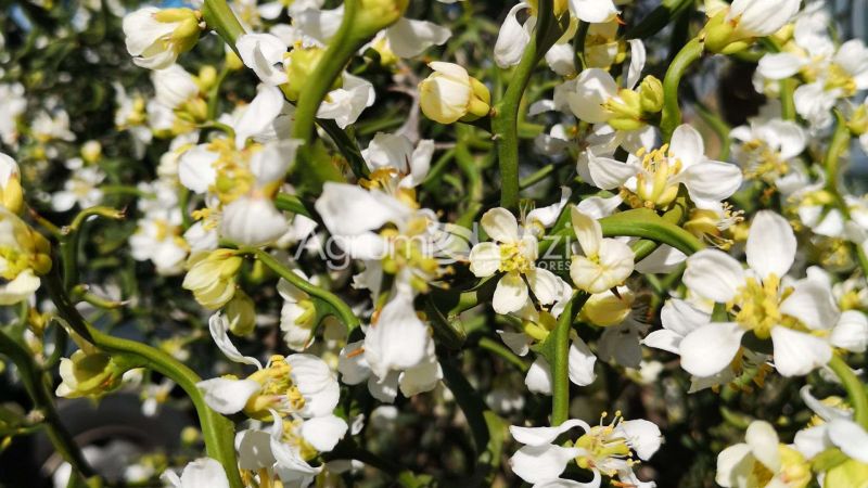 Poncirus trifoliata Flying dragon