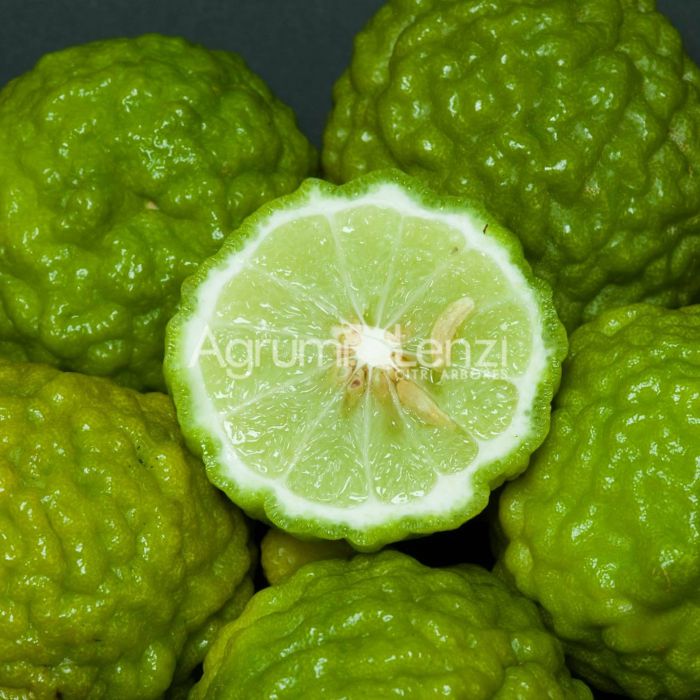 Kaffir Lime