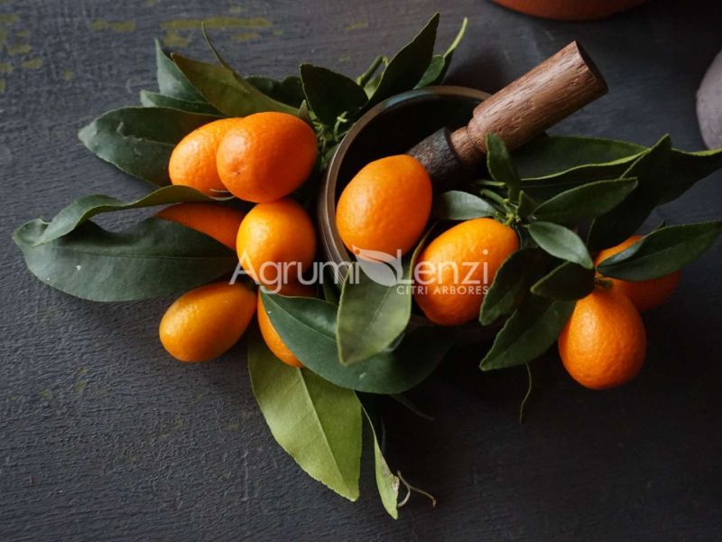 Kumquat Ovale