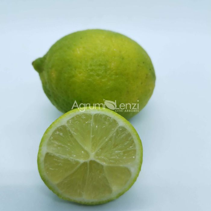 Lime dei caraibi variegato