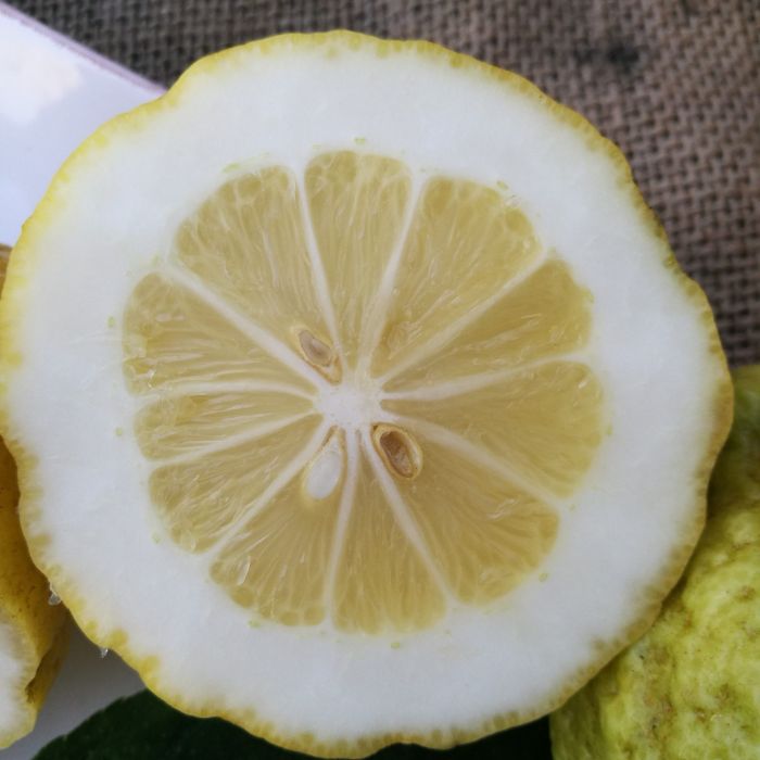 Cedro Etrog