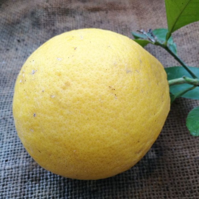 Red Lemon Citron