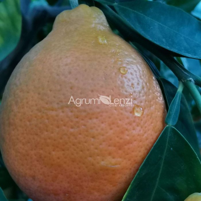 tangelo minneola