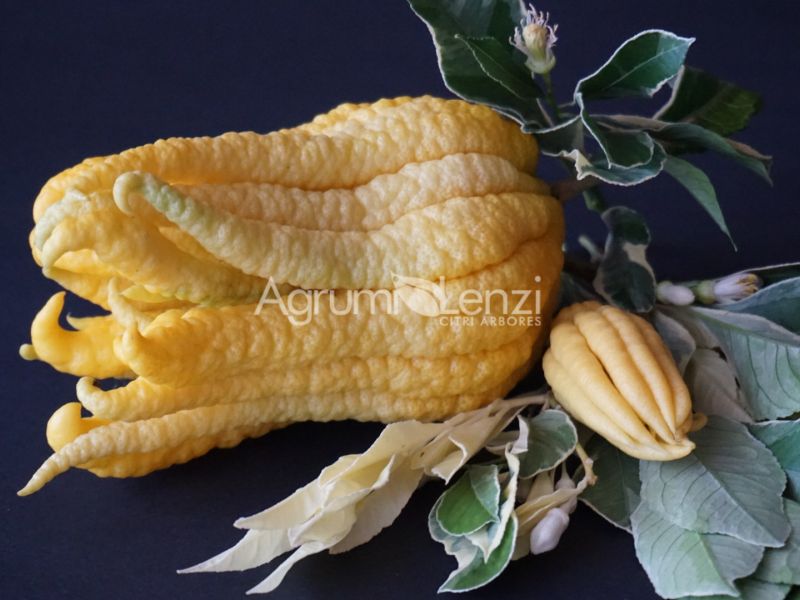 Cedro Mano di Buddha Variegato