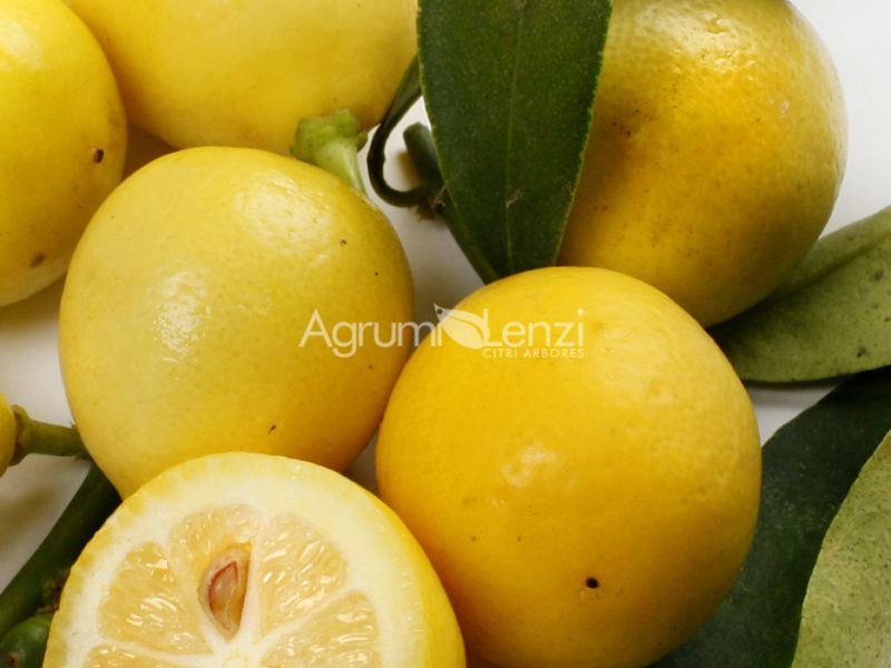 Limequat eustis
